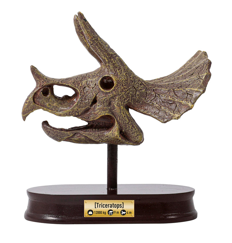 Buki Triceratops Museum Skull