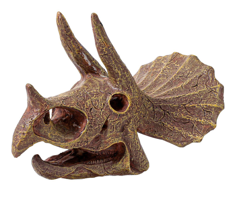 Buki Triceratops Museum Skull