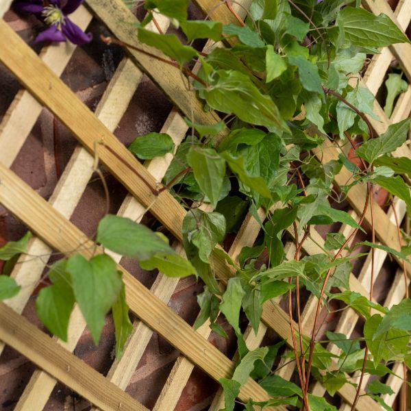 Forest Garden Trellis Planter 137cm(h) x 80cm(w) x 40cm(d)