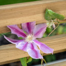 Forest Garden Living Screen Planter 180cm(h) x 90cm(w) x 39cm(d)