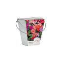 Beautifleur Impatiens Grow Set with Galvanised Bucket