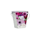 Beautifleur Petunia Grow Set with Galvanised Bucket