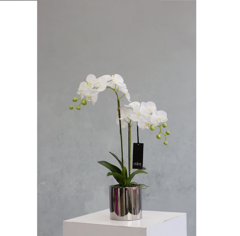 Mint Collection - White Orchid in Silver Ceramic Pot - 2 Stems - 40x40x60cm