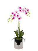 Mint Collection - Soft Pink Orchid in Silver Ceramic Pot - 2 Stems - 40x40x60cm