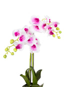 Mint Collection - Soft Pink Orchid in Silver Ceramic Pot - 2 Stems - 40x40x60cm