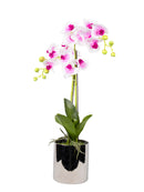 Mint Collection - Soft Pink Orchid in Silver Ceramic Pot - 2 Stems - 40x40x60cm