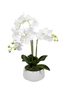 Mint Collection - White Orchid in White Ceramic Pot - 3 Stems - 45x45x78cm
