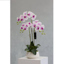 Mint Collection - Soft Pink Orchid in White Ceramic Pot - 3 Stems - 45x45x78cm