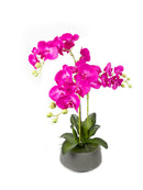 Mint Collection - Bright Pink Orchid in Light Grey Ceramic Pot - 3 Stems - 45x45x78cm