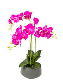 Mint Collection - Bright Pink Orchid in Light Grey Ceramic Pot - 3 Stems - 45x45x78cm