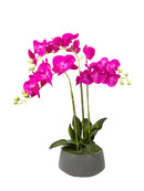Mint Collection - Bright Pink Orchid in Light Grey Ceramic Pot - 3 Stems - 45x45x78cm