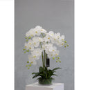 Mint Collection - White Orchid in Glass Pot - 5 Stems - 50x50x80cm