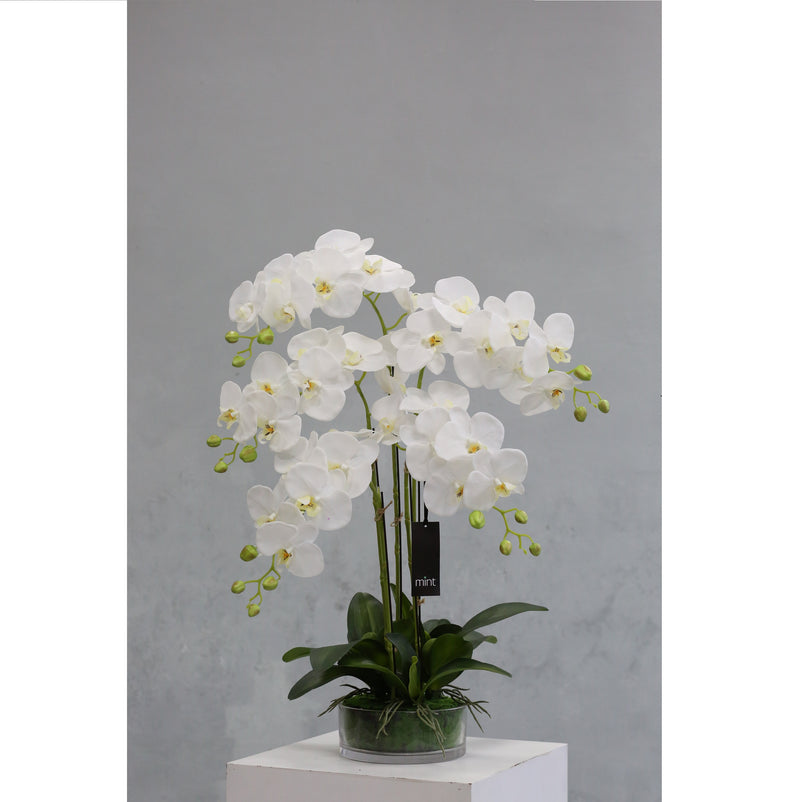 Mint Collection - White Orchid in Glass Pot - 5 Stems - 50x50x80cm