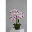 Mint Collection - Soft Pink Orchid in Glass Pot - 5 Stems - 50x50x80cm