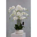 Mint Collection - White Orchid in Light Grey Ceramic Pot - 12 Stems - 55x55x90cm
