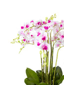 Mint Collection - Soft Pink Orchid in White Ceramic Pot - 12 Stems - 55x55x90cm